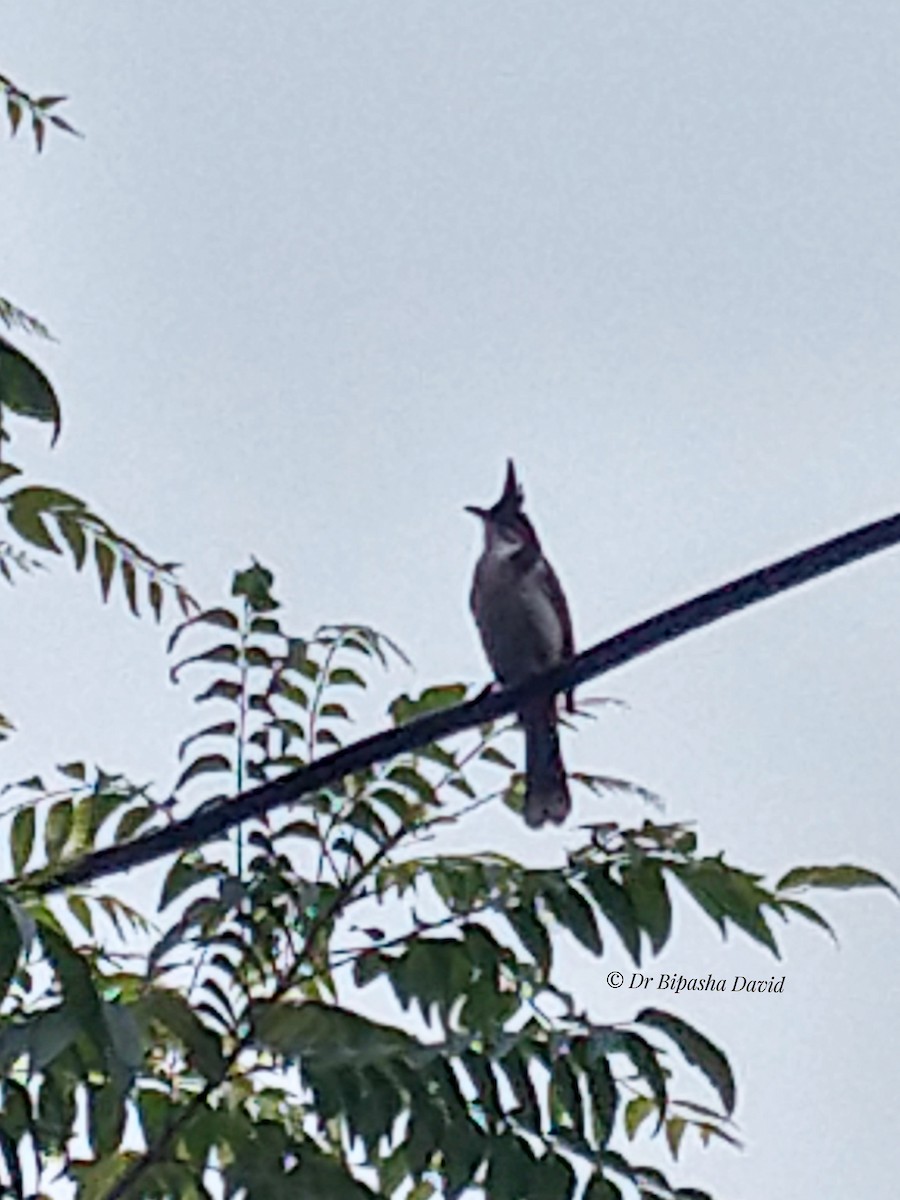Red-whiskered Bulbul - ML659372018