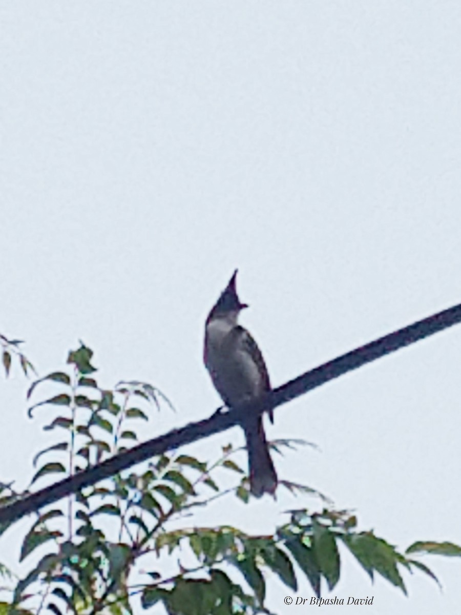 Red-whiskered Bulbul - ML659372021