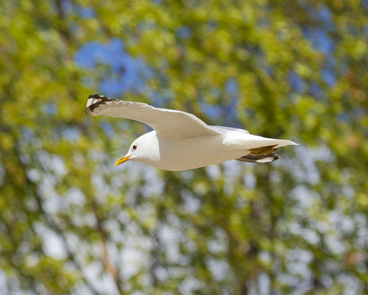 Short-billed Gull - ML659372122