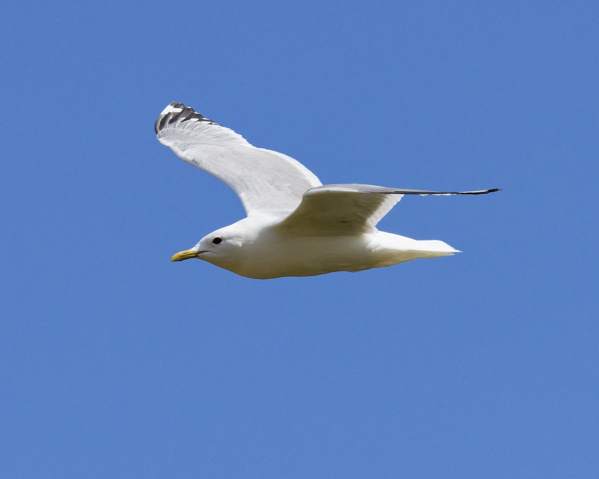 Short-billed Gull - ML659372123
