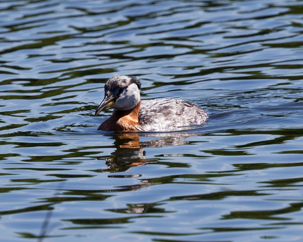 Red-necked Grebe - ML659372150