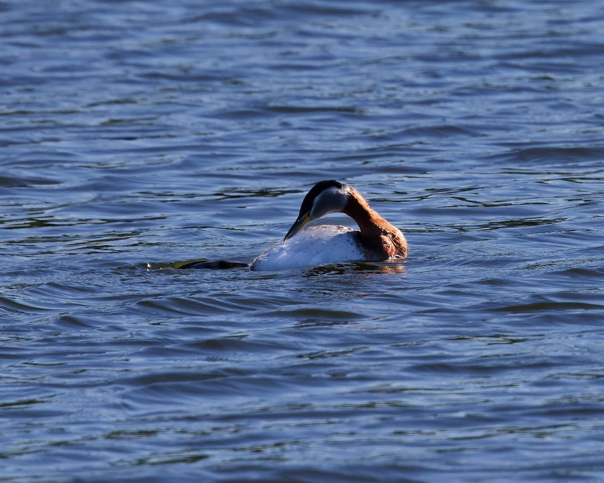 Red-necked Grebe - ML659372151
