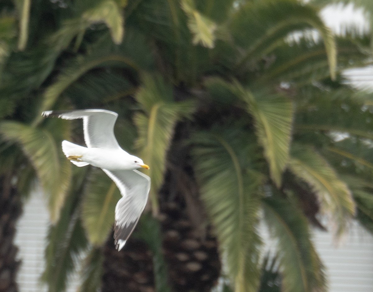 California Gull - ML659372303