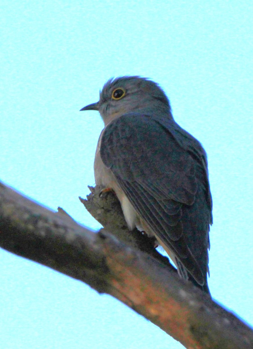 Fan-tailed Cuckoo - ML659372311