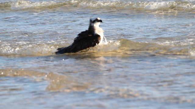 Osprey - ML659372844