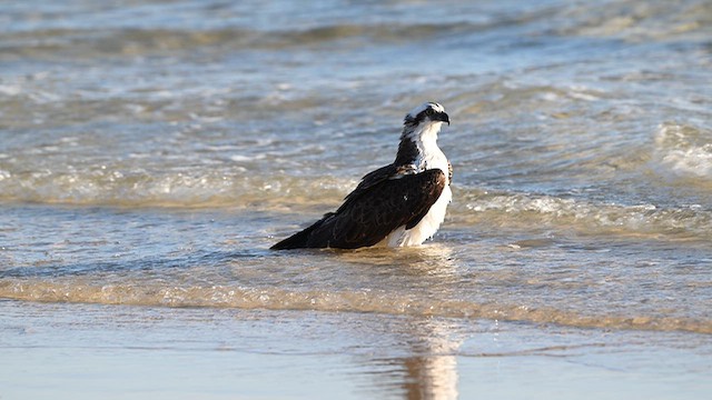 Osprey - ML659372845