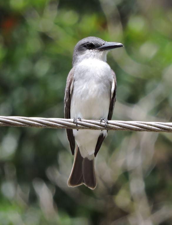 Gray Kingbird - ML659372997