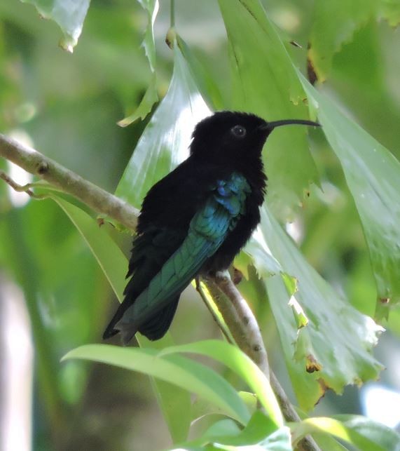 Purple-throated Carib - ML659373208