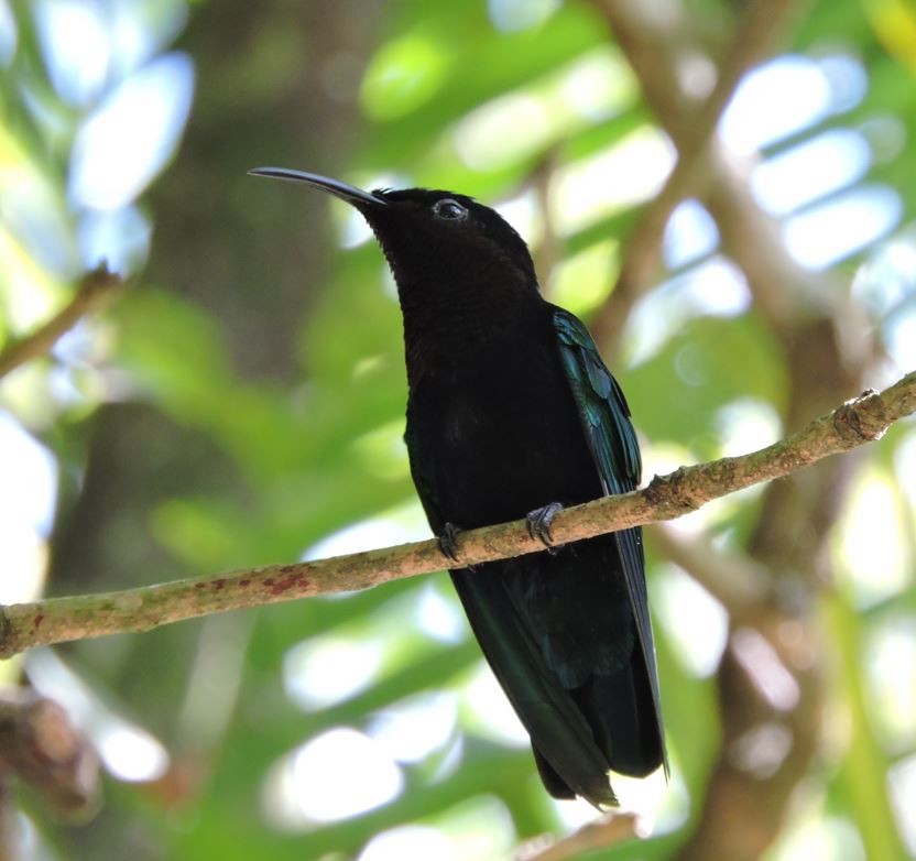 Purple-throated Carib - ML659373221