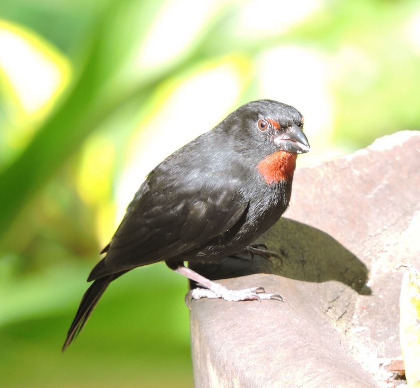 Lesser Antillean Bullfinch - ML659373228