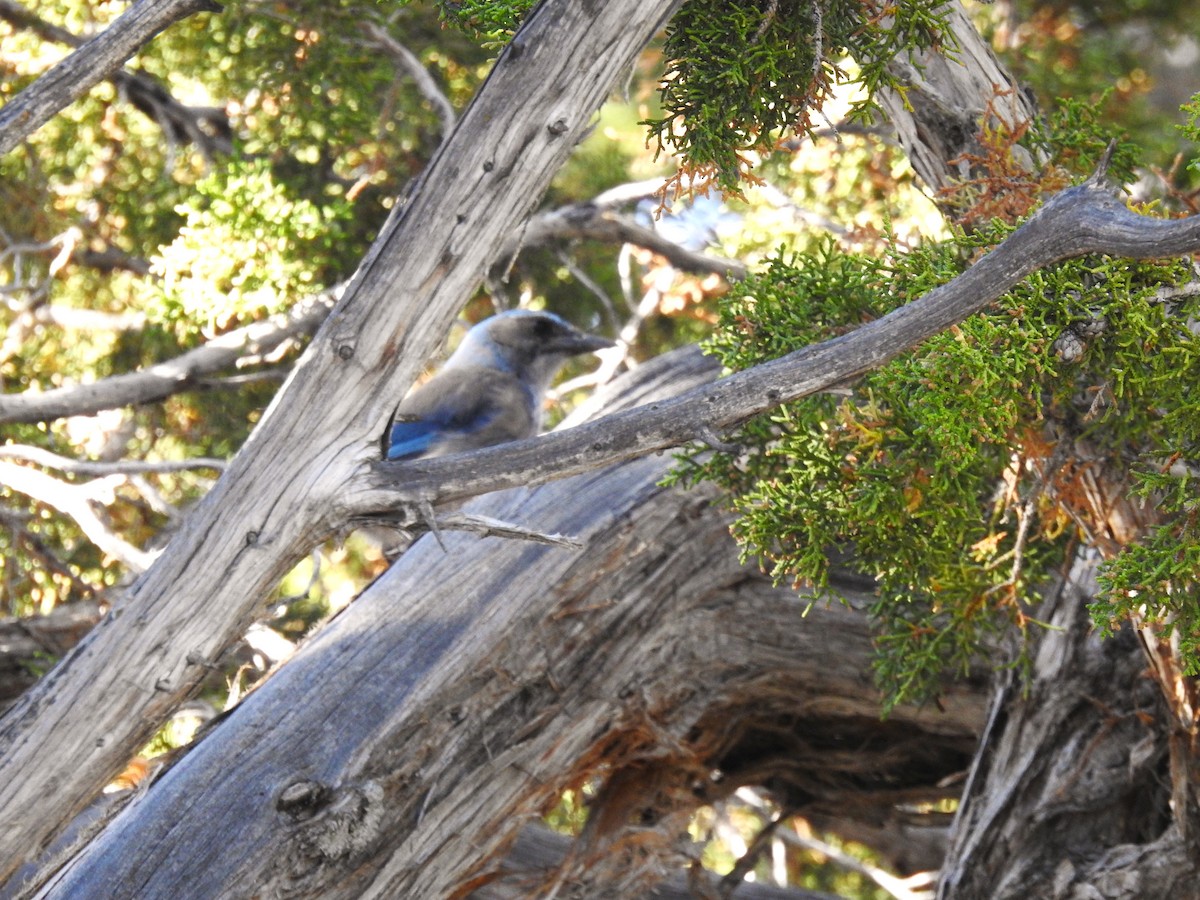 Woodhouse's Scrub-Jay - ML659373243