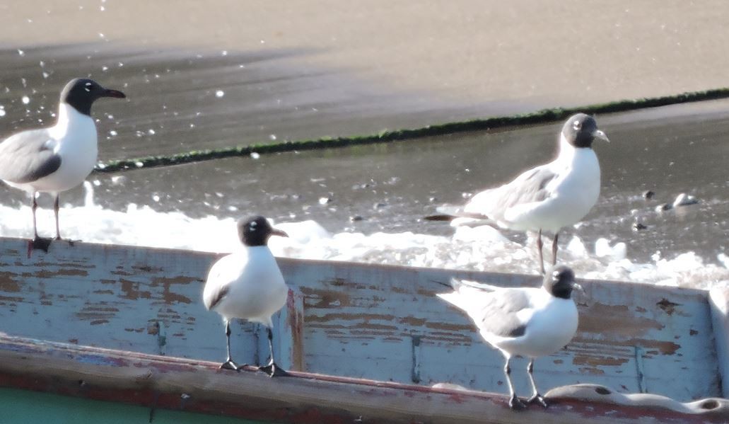 Laughing Gull - ML659373338