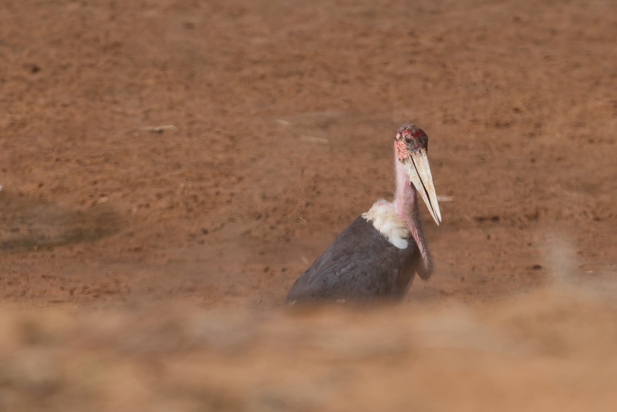 marabu africký - ML659375266