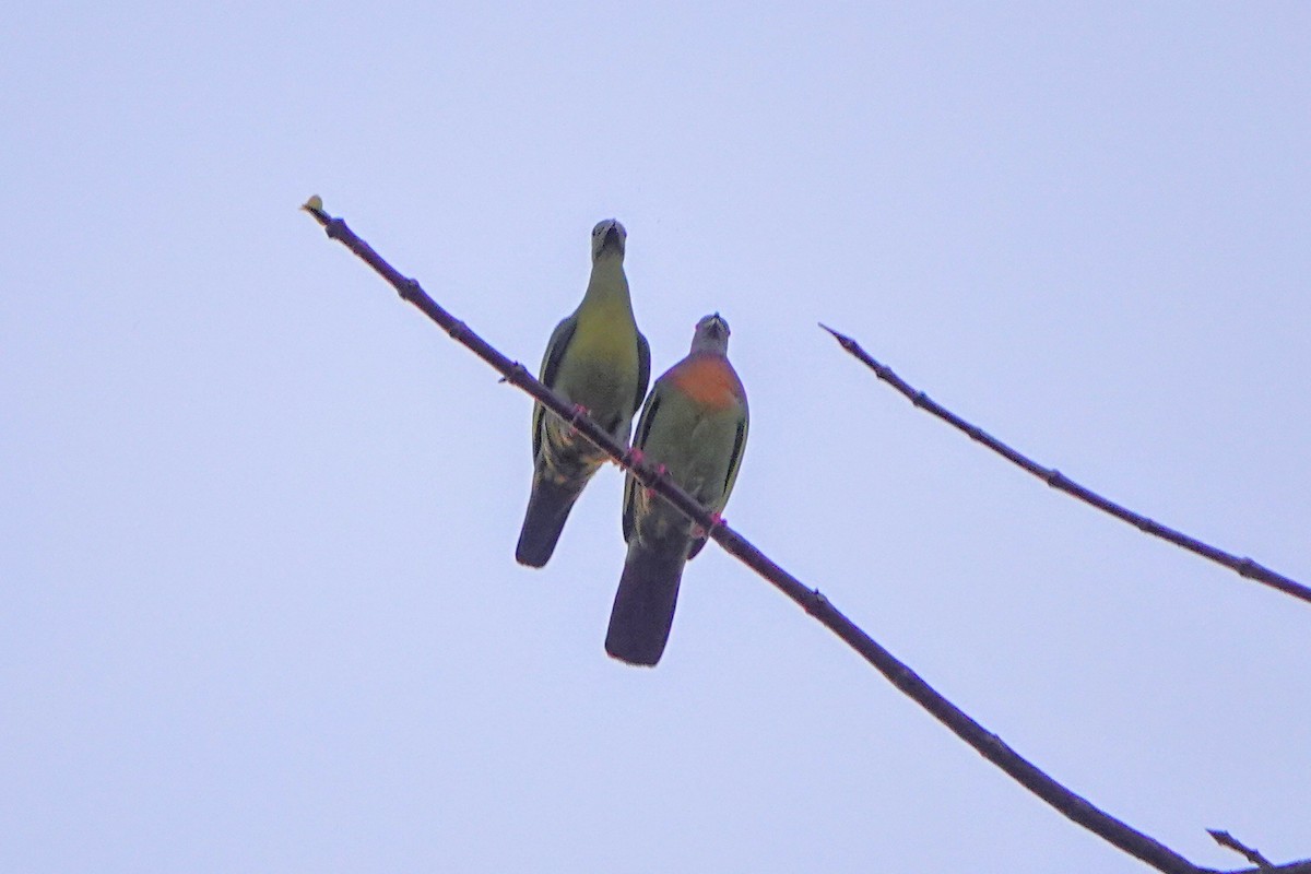 Pink-necked Green-Pigeon - ML659375454