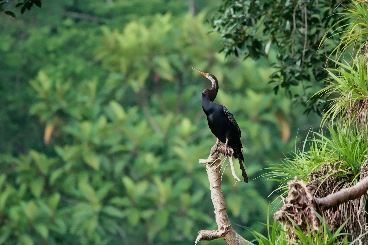 Oriental Darter - ML659375458