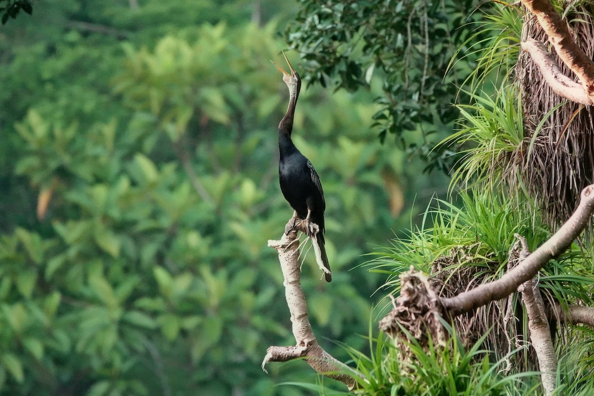 Oriental Darter - ML659375459
