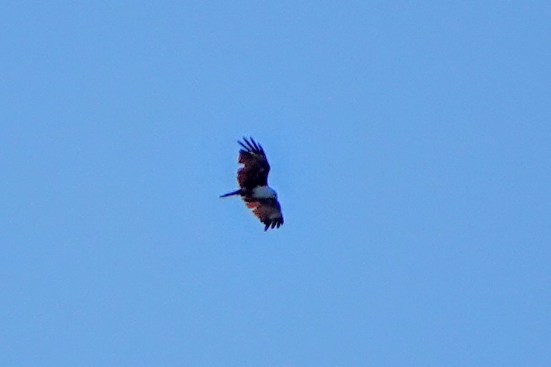Brahminy Kite - ML659375462