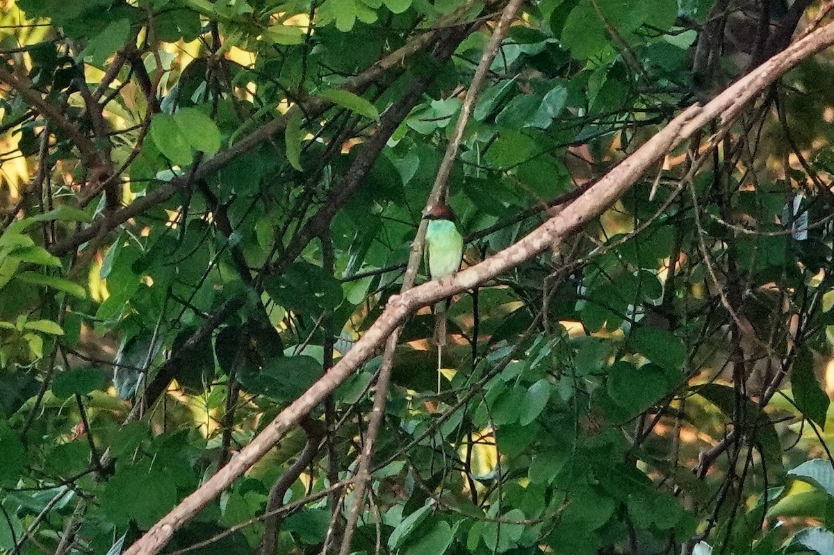 Blue-throated Bee-eater - ML659375469