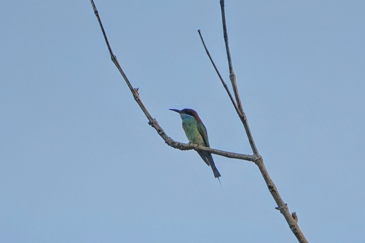 Blue-throated Bee-eater - ML659375470