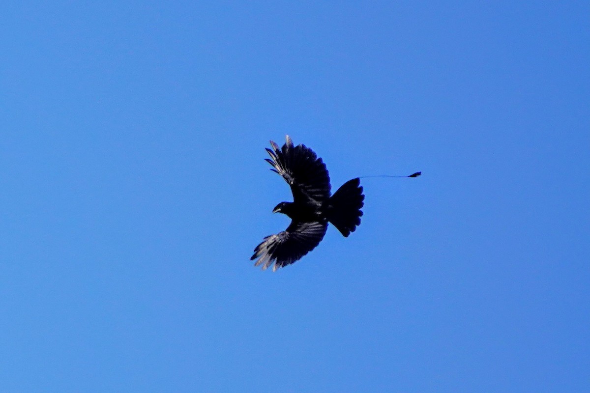 Greater Racket-tailed Drongo - ML659375477