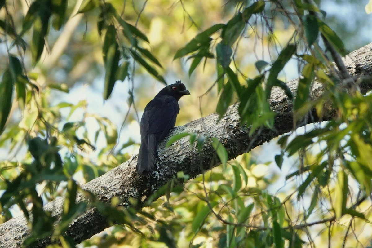 Bornean Black Magpie - ML659375485