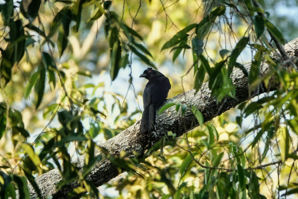 Bornean Black Magpie - ML659375486