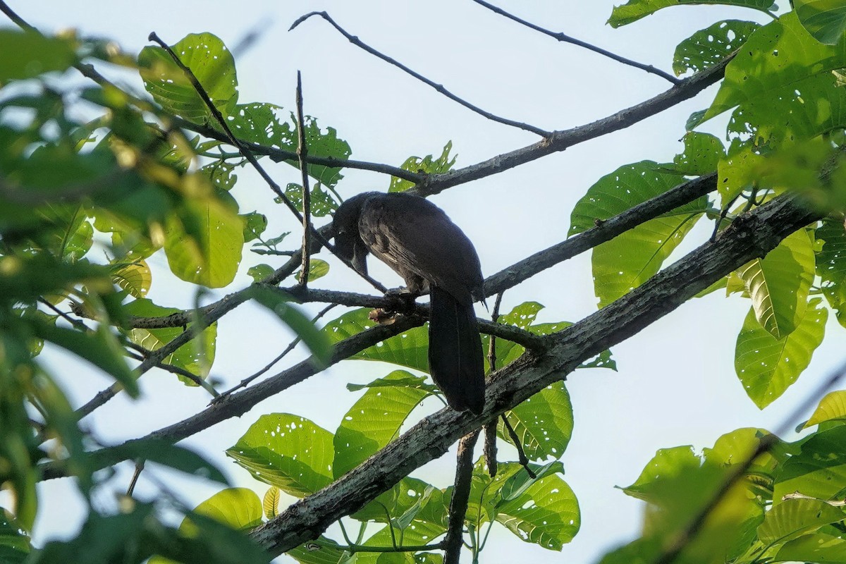 Bornean Black Magpie - ML659375487