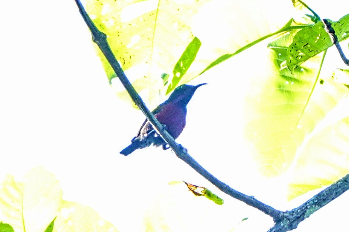 Van Hasselt's Sunbird - ML659375492