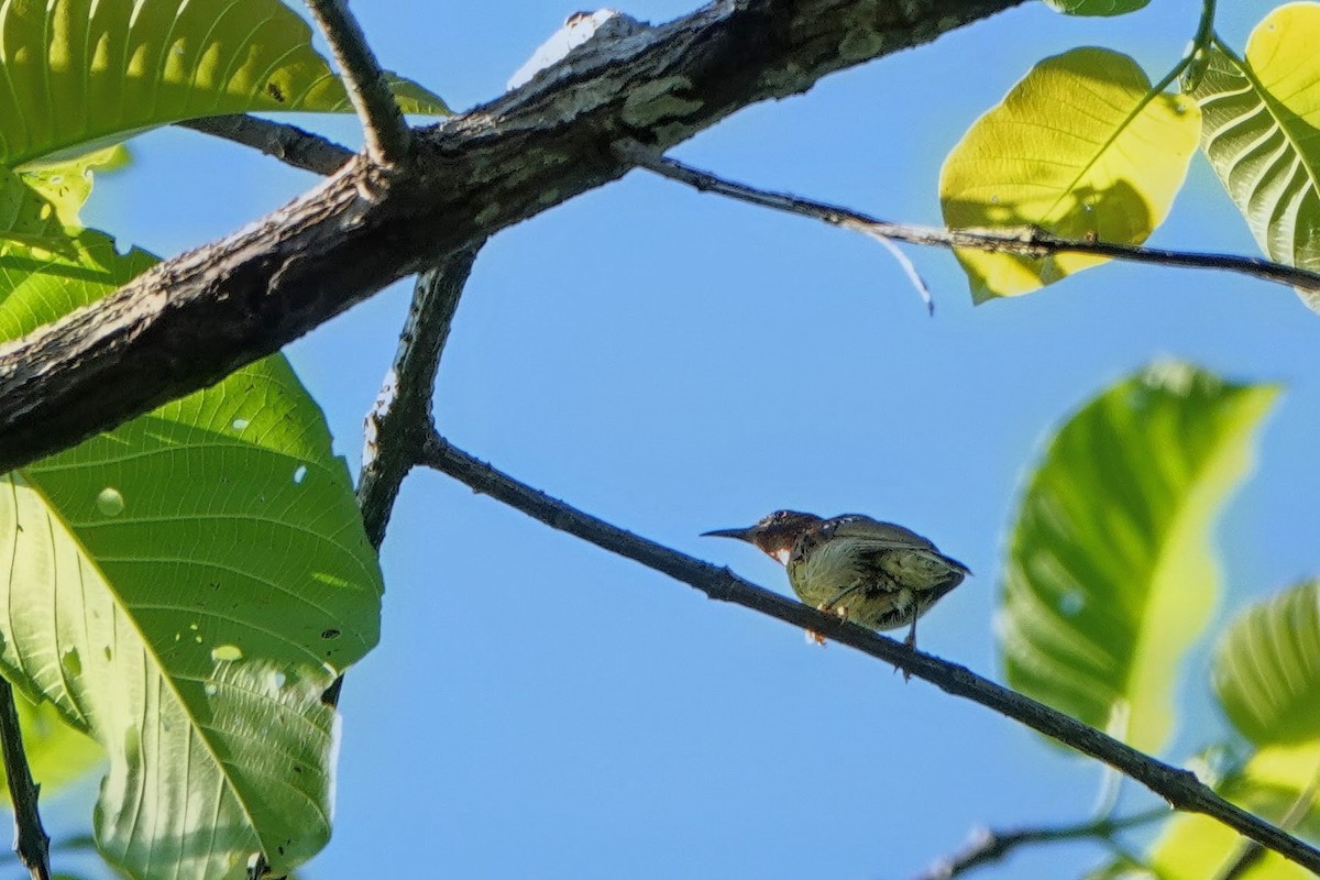 Red-throated Sunbird - ML659375505