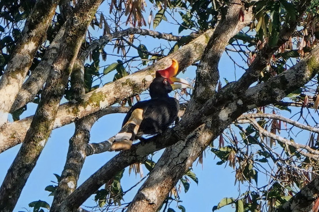 Rhinoceros Hornbill - ML659375519