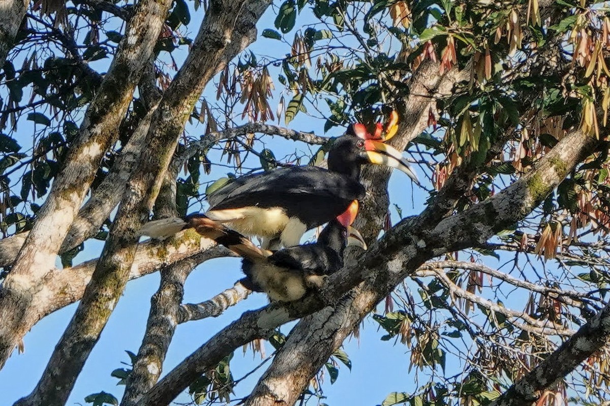 Rhinoceros Hornbill - ML659375521