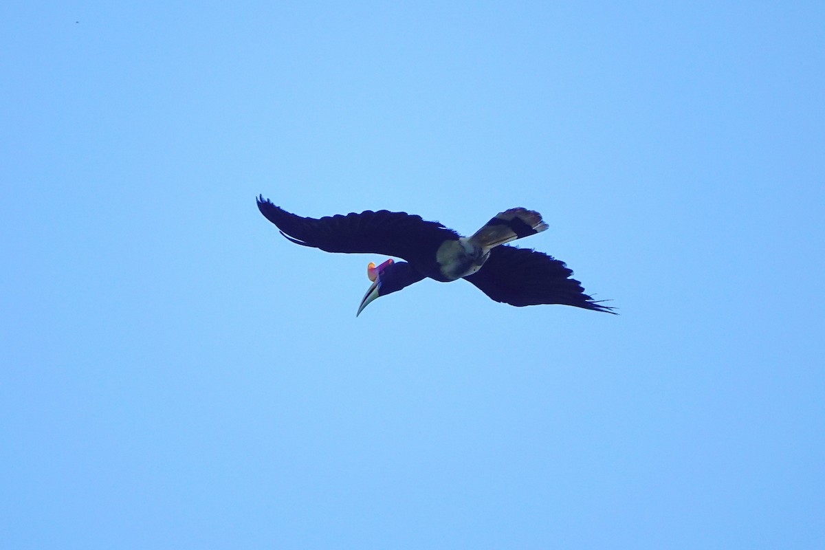 Rhinoceros Hornbill - ML659375522