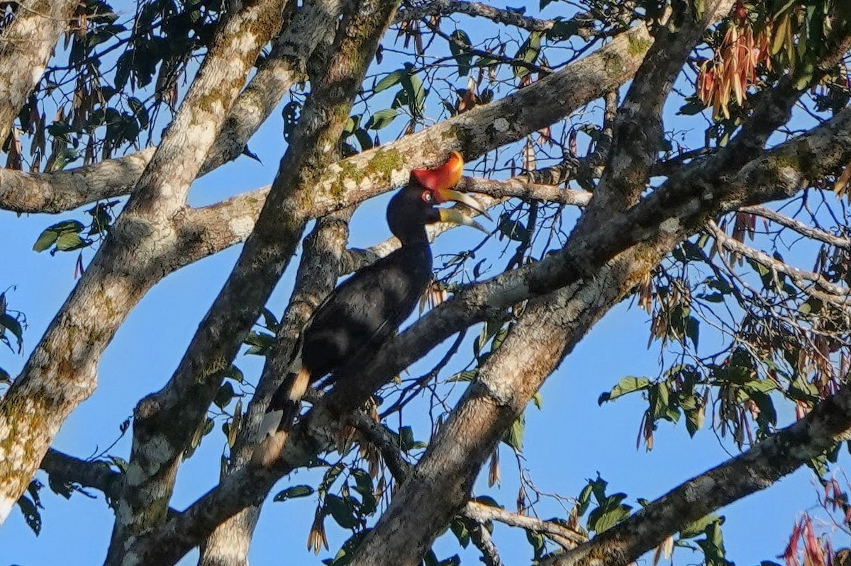 Rhinoceros Hornbill - ML659375523