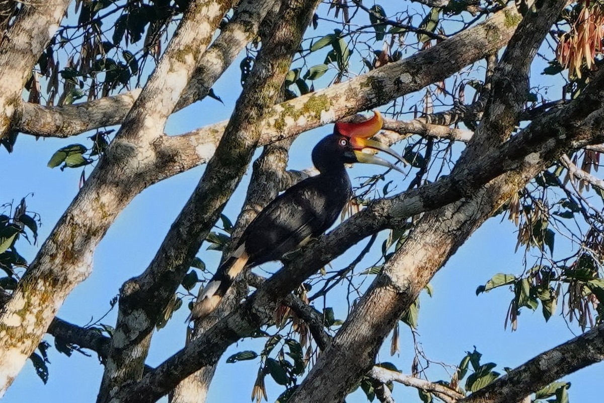 Rhinoceros Hornbill - ML659375524