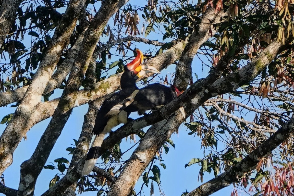 Rhinoceros Hornbill - ML659375525