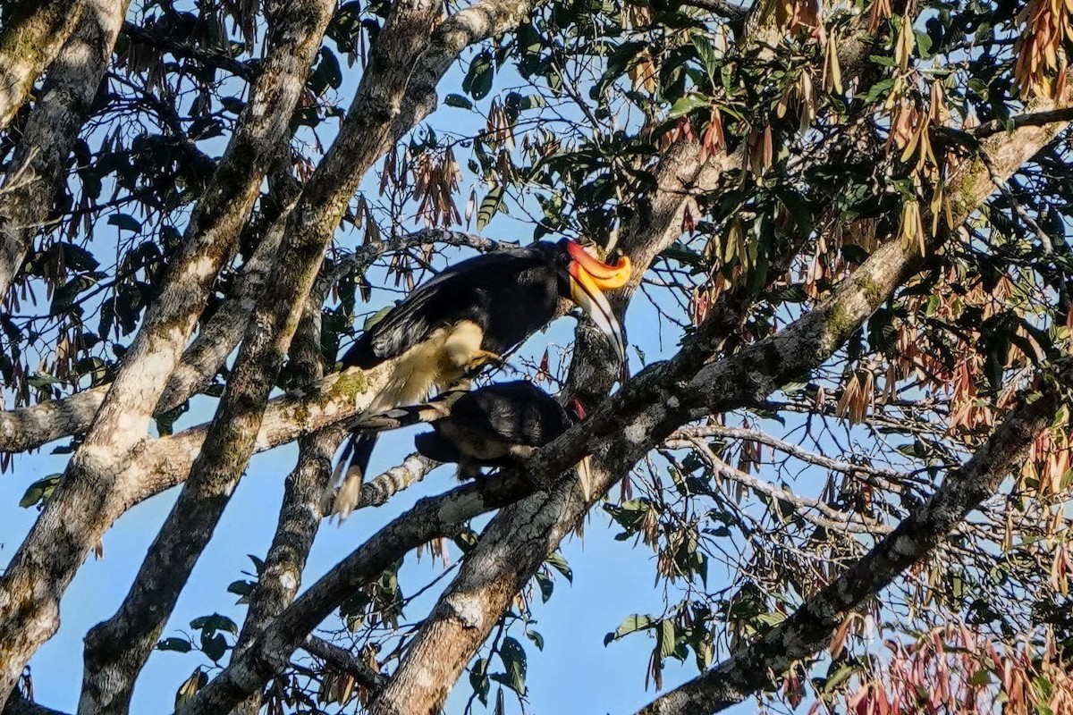 Rhinoceros Hornbill - ML659375526