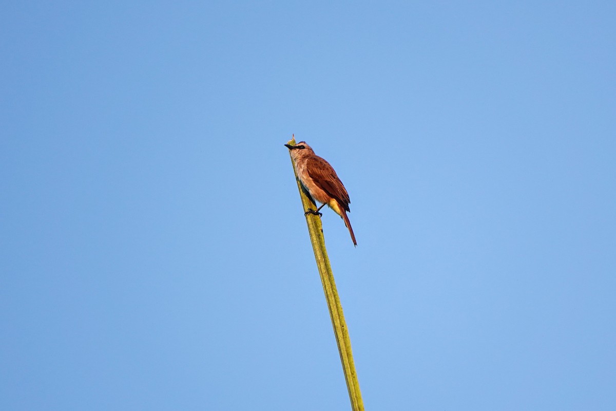 Yellow-vented Bulbul - ML659375556