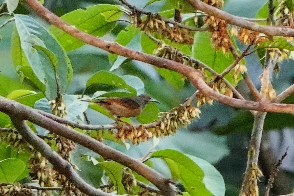 Olive-winged Bulbul - ML659375622