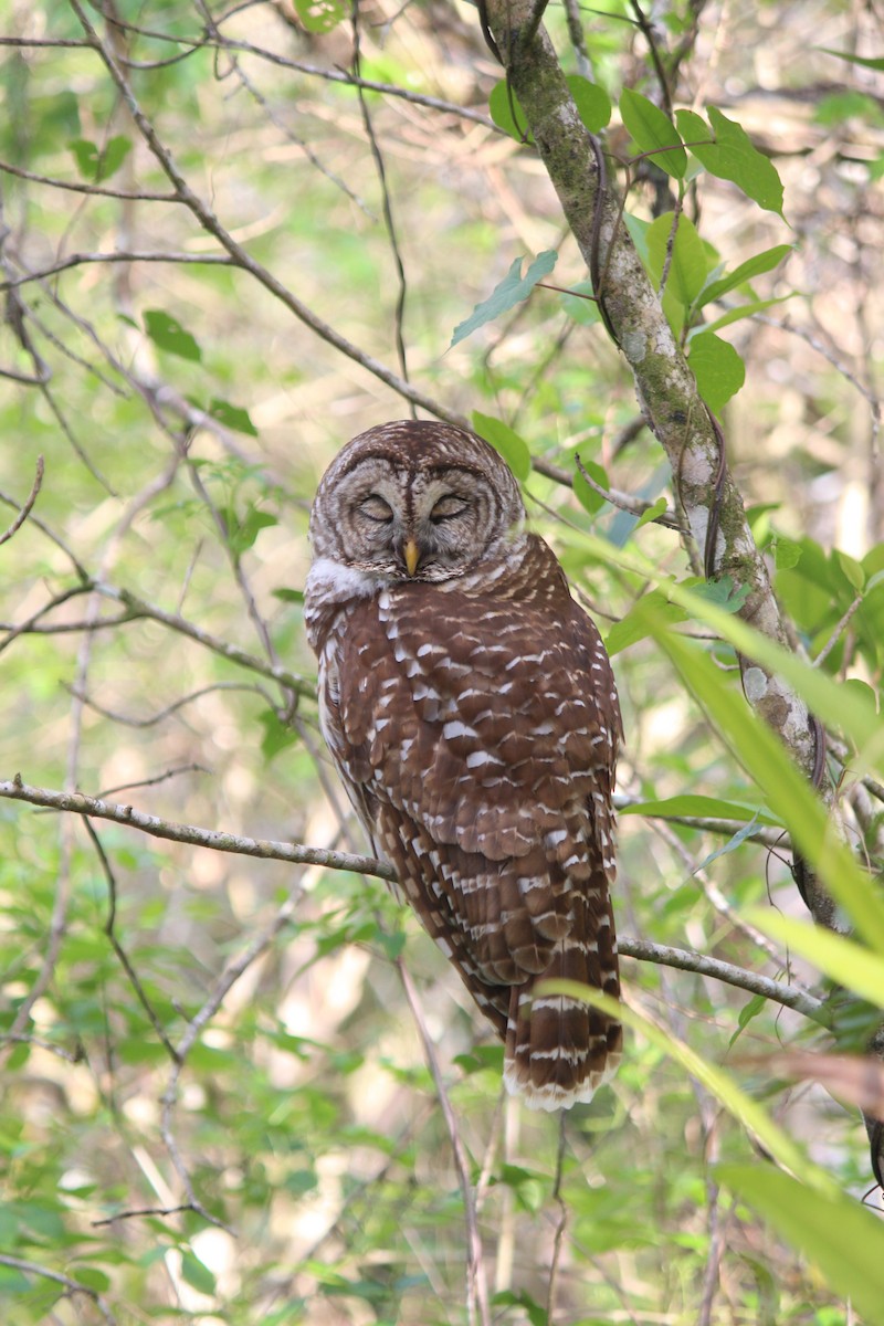 Barred Owl - ML659375725