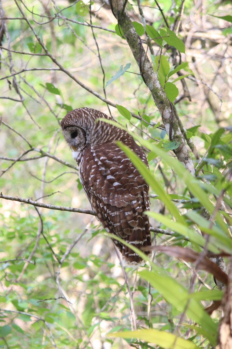 Barred Owl - ML659375726