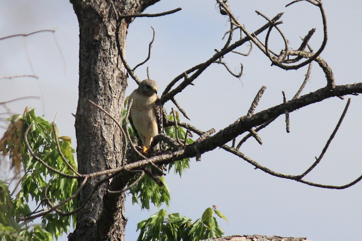 Red-shouldered Hawk - ML659375732
