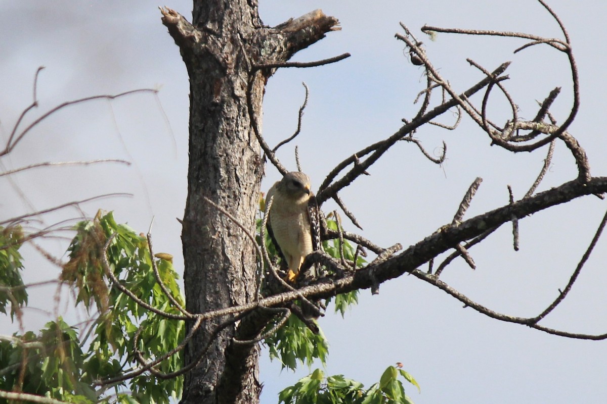 Red-shouldered Hawk - ML659375733