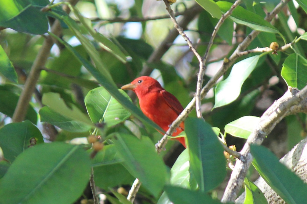 Summer Tanager - ML659375741