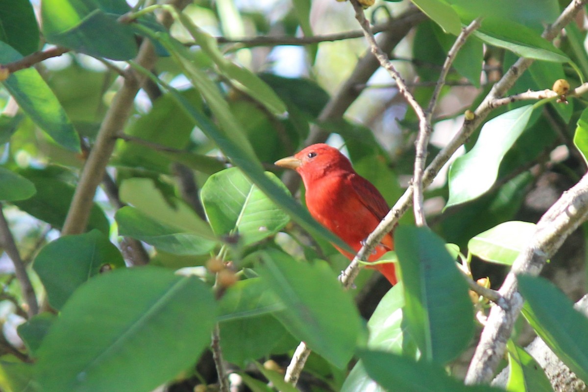 Summer Tanager - ML659375742