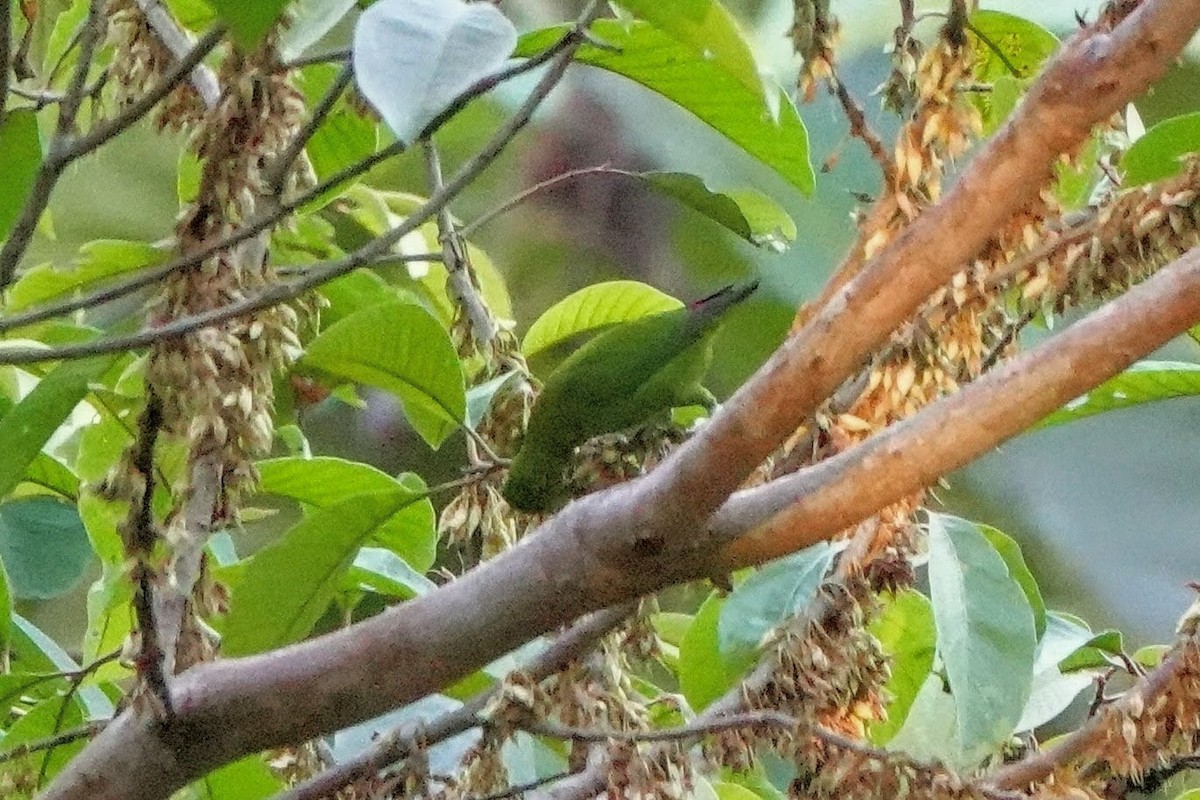 Blue-crowned Hanging-Parrot - ML659375969