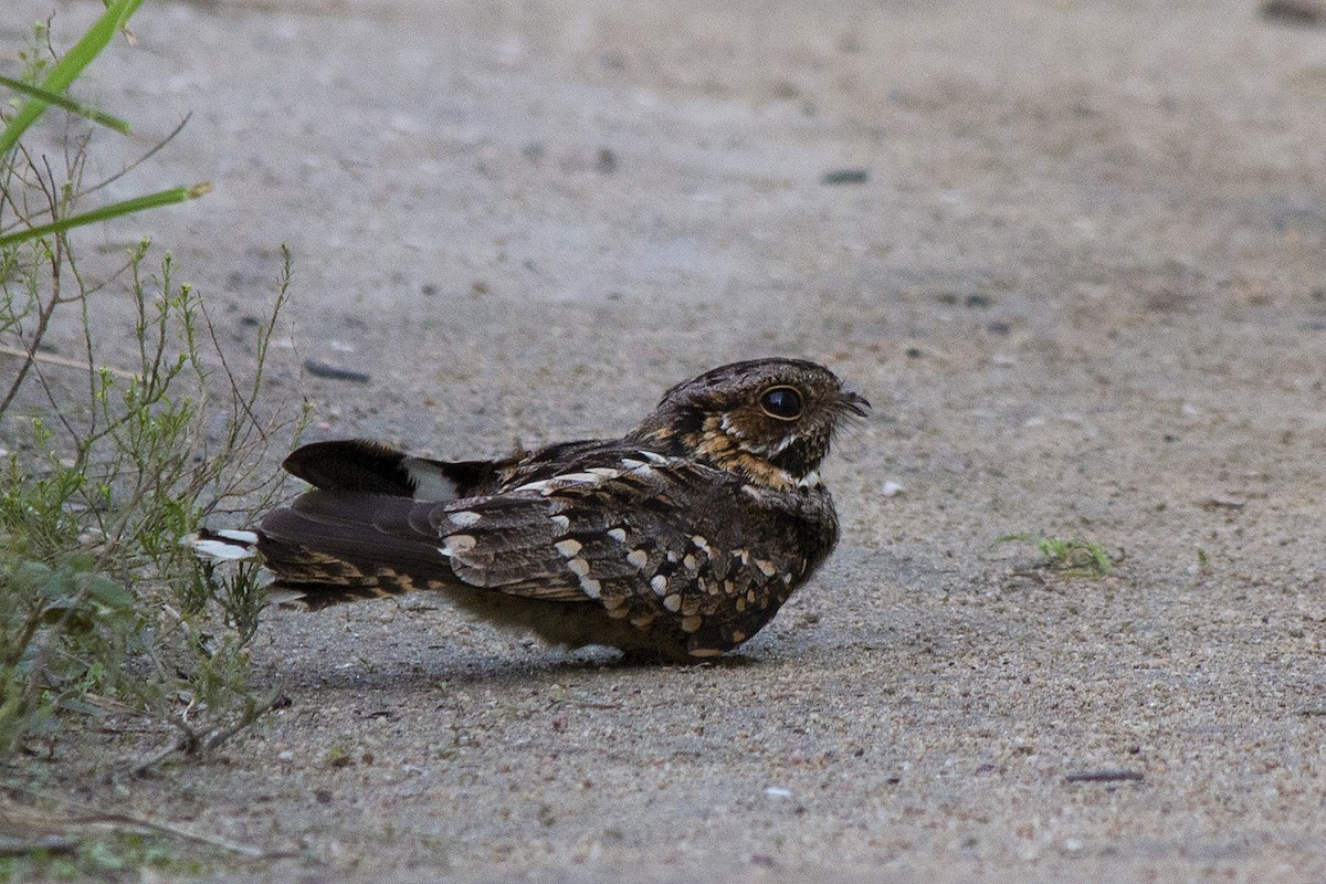 Little Nightjar - Gabriel Bonfa