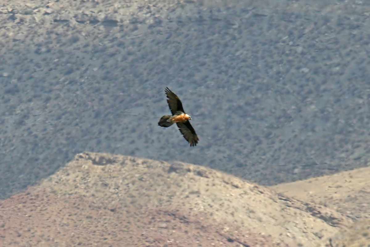 Bearded Vulture - ML659376292