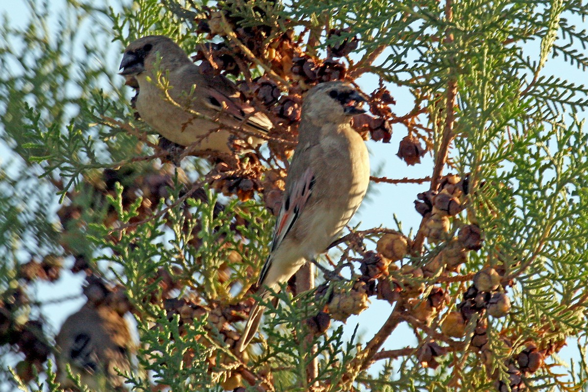 Desert Finch - ML659376687