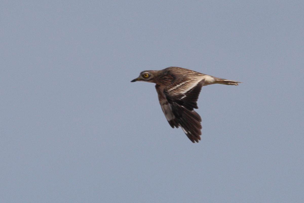 Eurasian Thick-knee - ML659376859