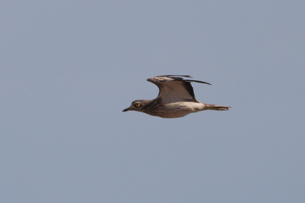 Eurasian Thick-knee - ML659376860